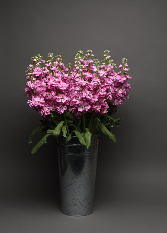 “Matthiola Katz Pink Stock flowers with fragrant pink blooms on tall stems used in elegant cut flower arrangements”  Shopify Hashtag