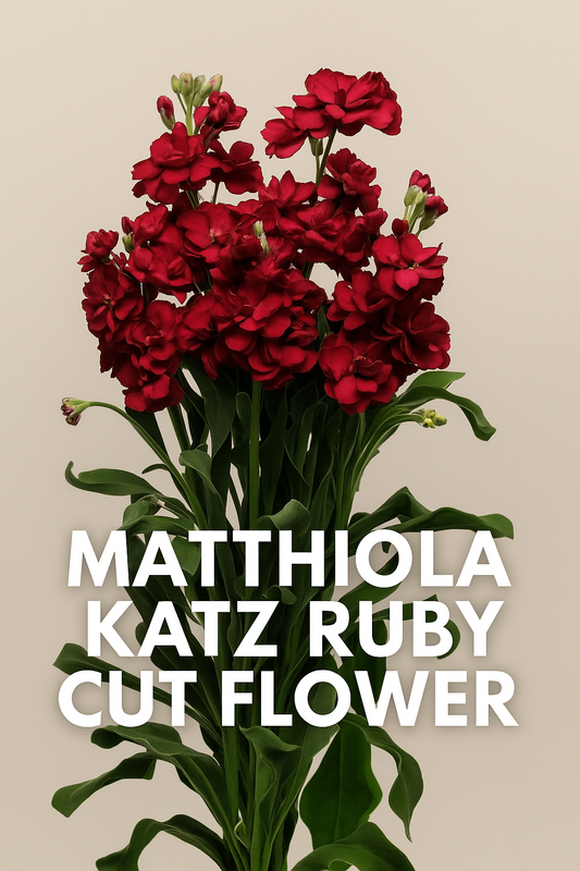 “Matthiola Katz Ruby Stock flowers with tall ruby-red blooms and spicy fragrance, ideal for cut flower arrangements”