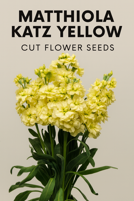 Matthiola Katz Yellow Stock flowers with bright yellow blooms and tall stems, ideal for fragrant cut flower arrangements”