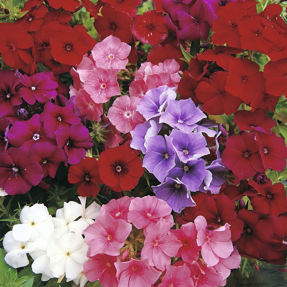 Vibrant annual phlox flowers in mixed colors blooming in a garden bed — phlox seeds planting guide by USDA zone