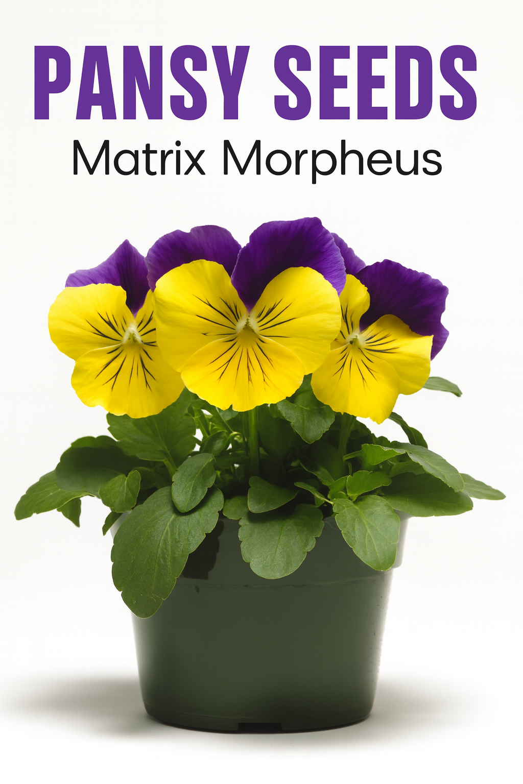 Close-up of Pansy Matrix Morpheus blooms in rich purple and blue shades with yellow centers.