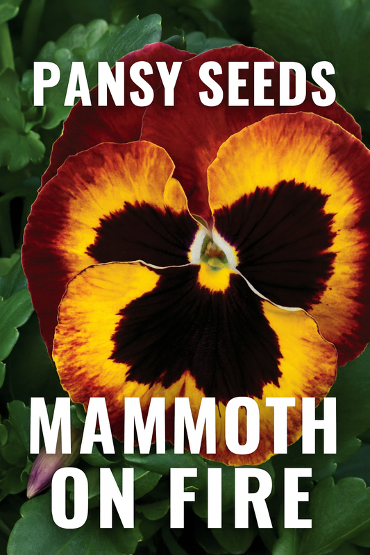 Close-up of Pansy Mammoth On Fire flowers showing fiery red, orange, and yellow oversized blooms in a garden.