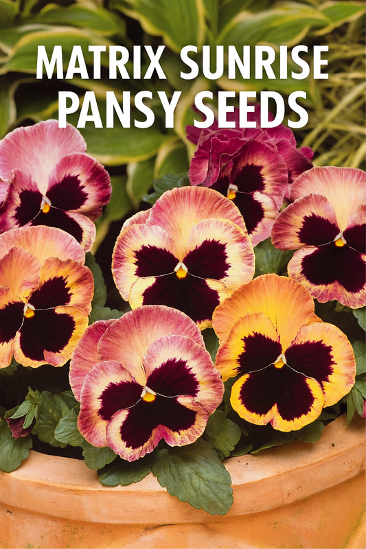 “Matrix Sunrise Pansy Seeds with vibrant orange, yellow, and rose blooms in a garden setting”