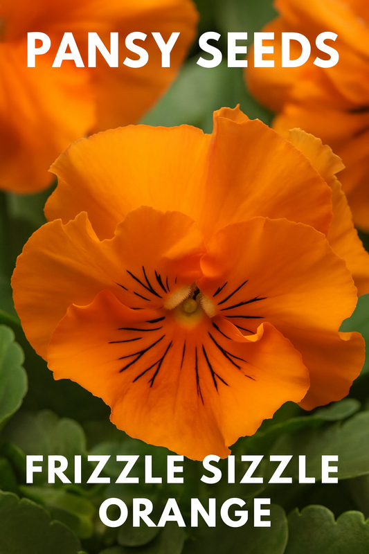 Bright orange Frizzle Sizzle pansy flower with ruffled petals grown from seed