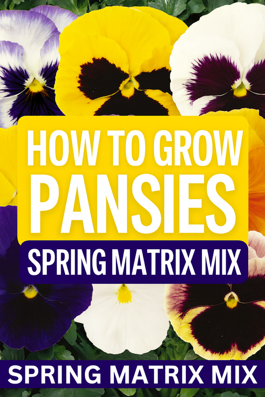 Spring Matrix Mix Pansy Flowers in Bloom