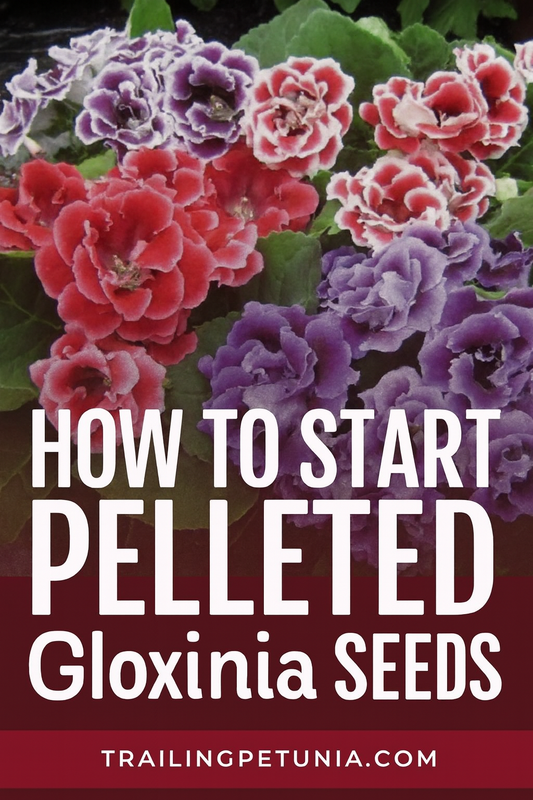Pelleted Gloxinia Avanti Mix blooming in vibrant red, purple, and white flowers with lush green foliage, grown indoors from seed.