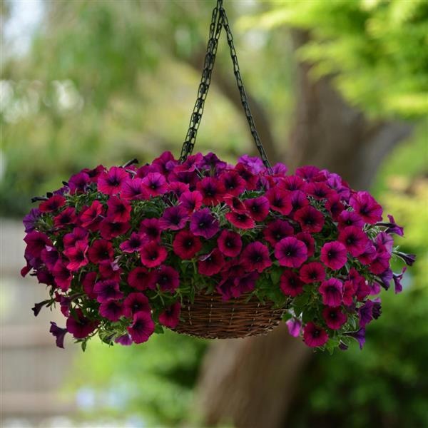 Trailing Petunia Seeds Online