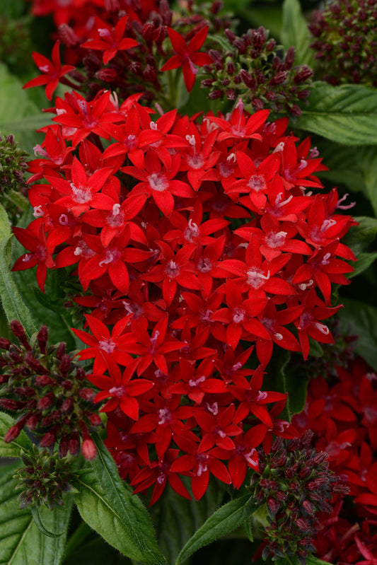 Pentas Lucky Star Dark Red Flower Seeds – deep red star-shaped blooms for vibrant summer gardens