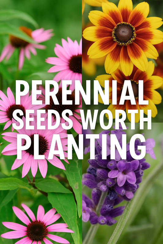 “Perennial seeds worth planting – echinacea, rudbeckia, and lavender flowers grown from seed for long-lasting blooms”