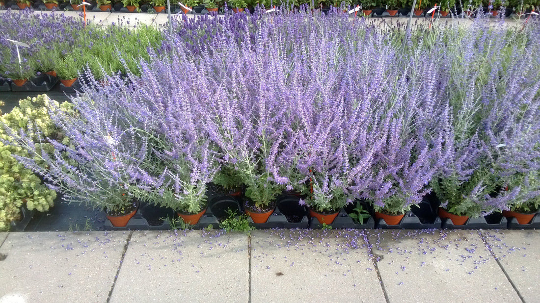 "Perovskia Steel Blue Russian Sage perennial with silver foliage and lavender-blue blooms"