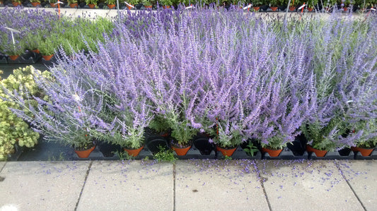 "Perovskia Steel Blue Russian Sage perennial with silver foliage and lavender-blue blooms"