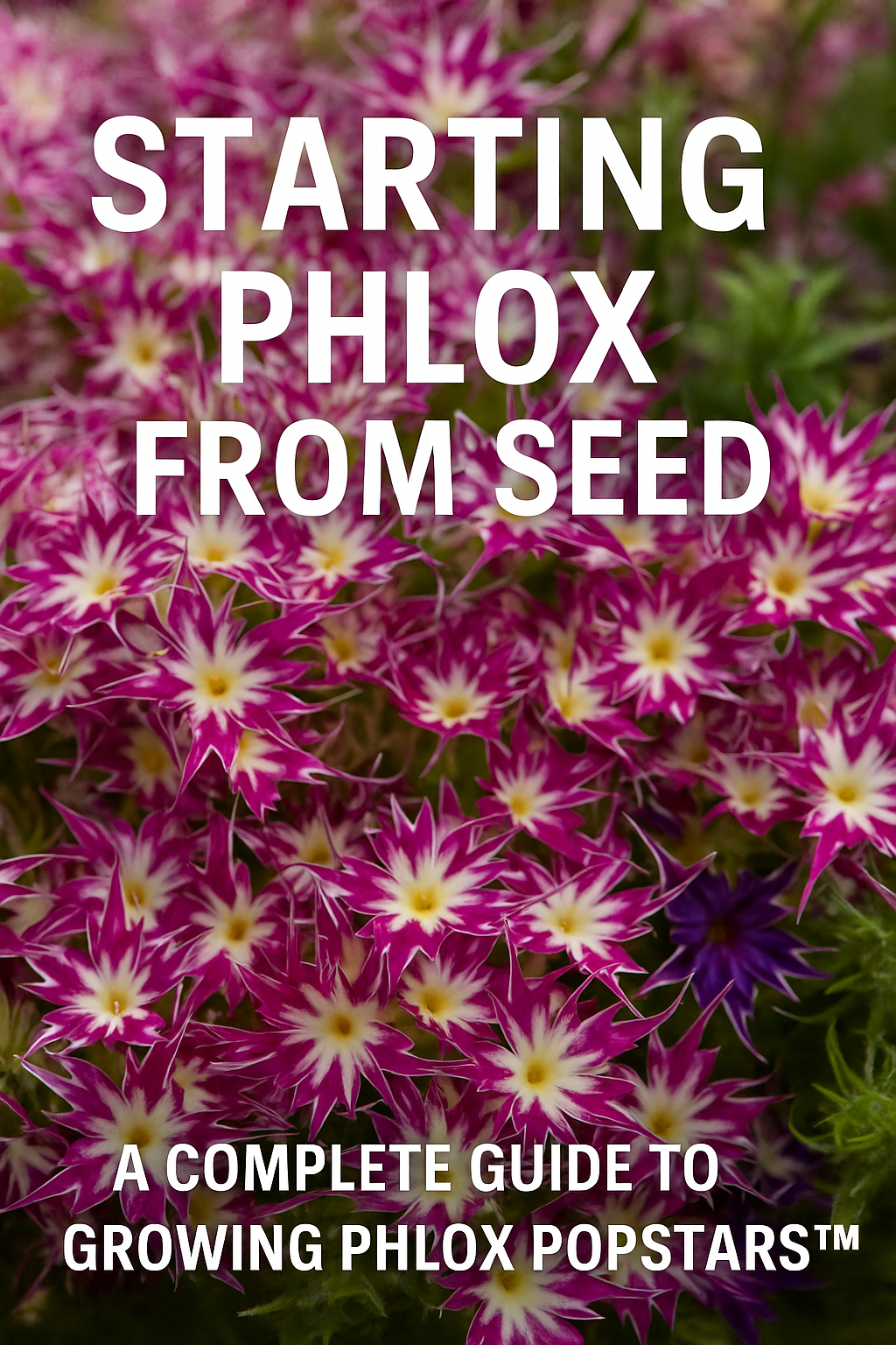 Phlox Popstars™ flowers in full bloom, showcasing vibrant star-shaped petals in purple, red, and pink – ideal for guides on starting phlox from seed.