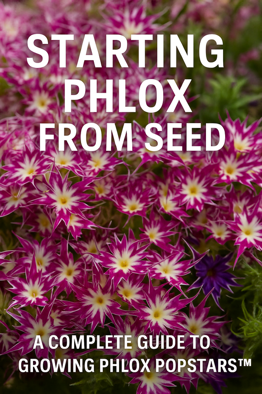Phlox Popstars™ flowers in full bloom, showcasing vibrant star-shaped petals in purple, red, and pink – ideal for guides on starting phlox from seed.