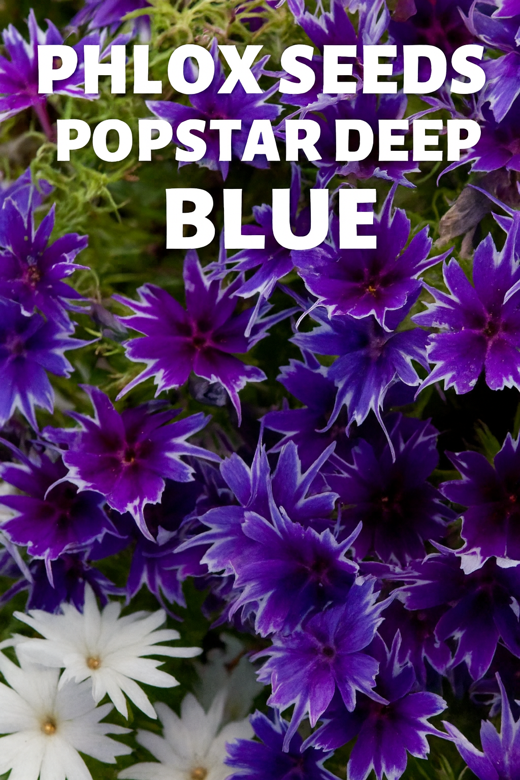 “Phlox Seeds Popstar Deep Blue – compact violet-blue phlox flowers in bloom for containers and garden borders