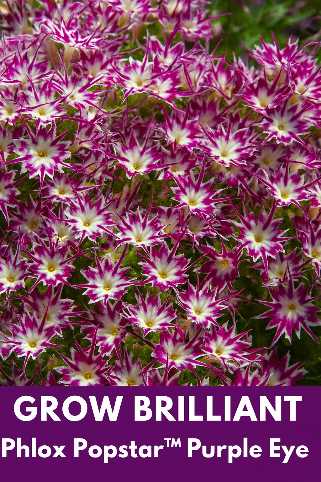 Phlox Seeds Popstar Purple Eye – compact phlox with white petals and purple centers blooming in garden