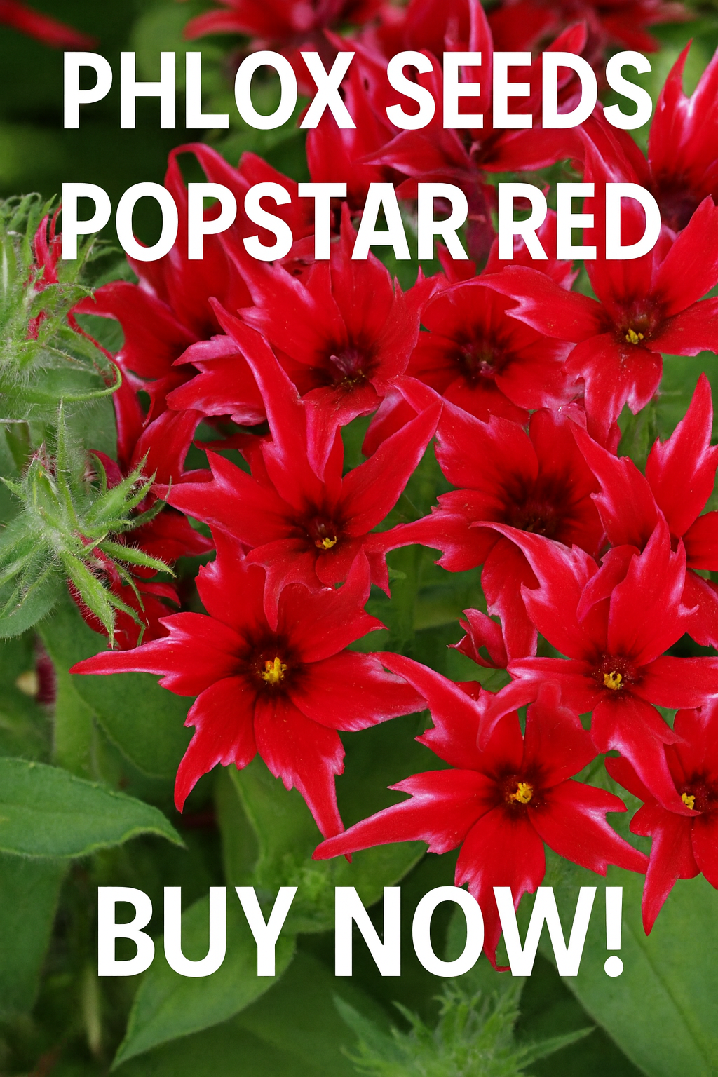 Phlox Seeds Popstar Red – compact red star-shaped phlox blooms in full summer display