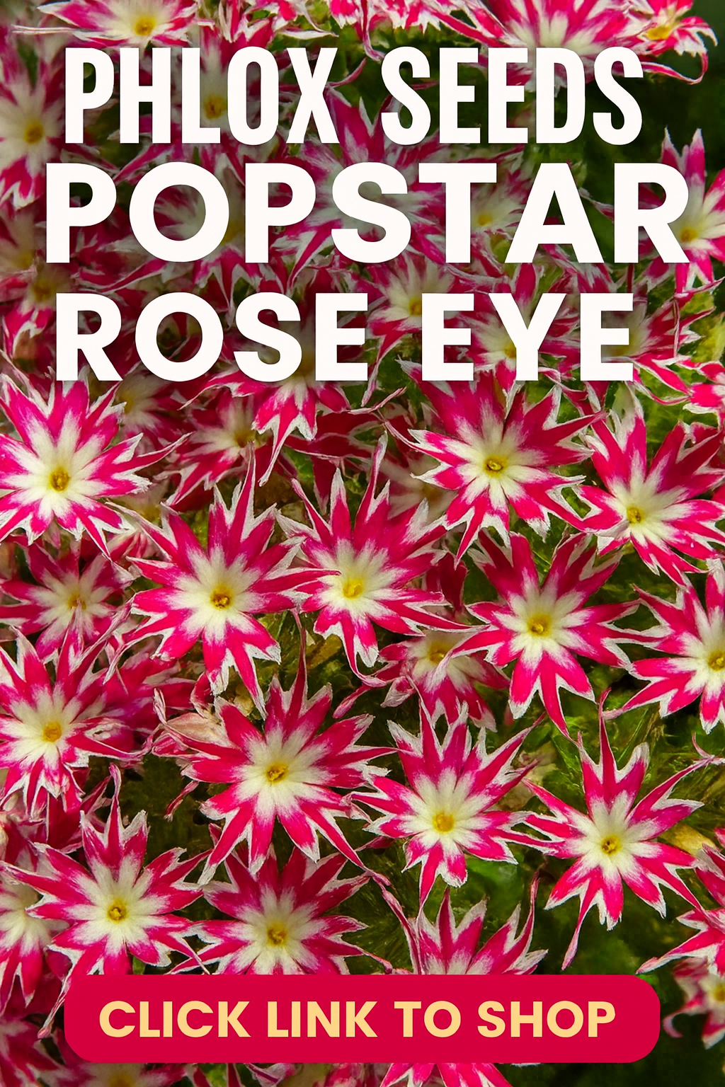 Phlox Seeds Popstar Rose Eye – compact pink and rose phlox flowers with dark centers blooming in garden