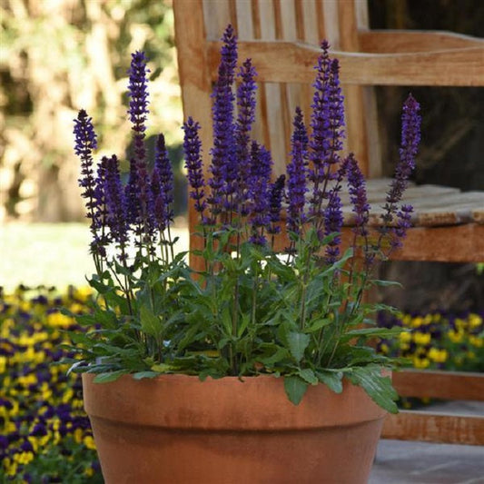 Salvia Salvatore Blue seeds in bloom – vibrant blue salvia flowers