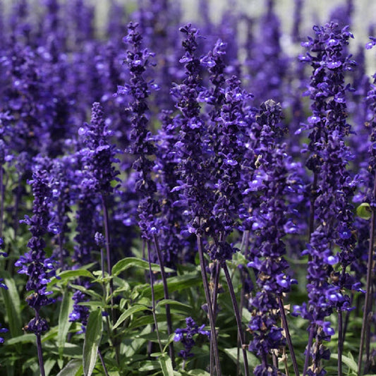 Salvia Victoria Blue in full bloom - why is my salvia not blooming guide