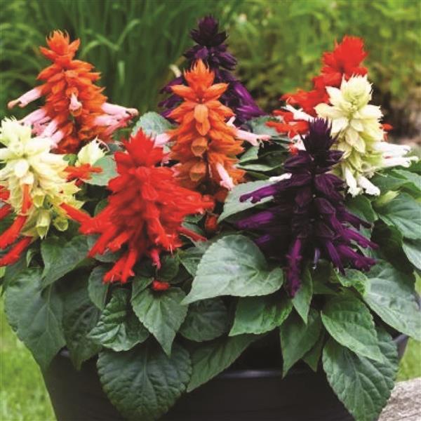 Salvia Mojave Formula Mix colorful blooms – salvia seeds for planters and flower beds