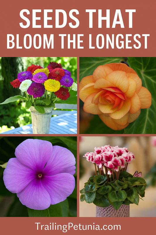 Cyclamen flowers blooming indoors for months