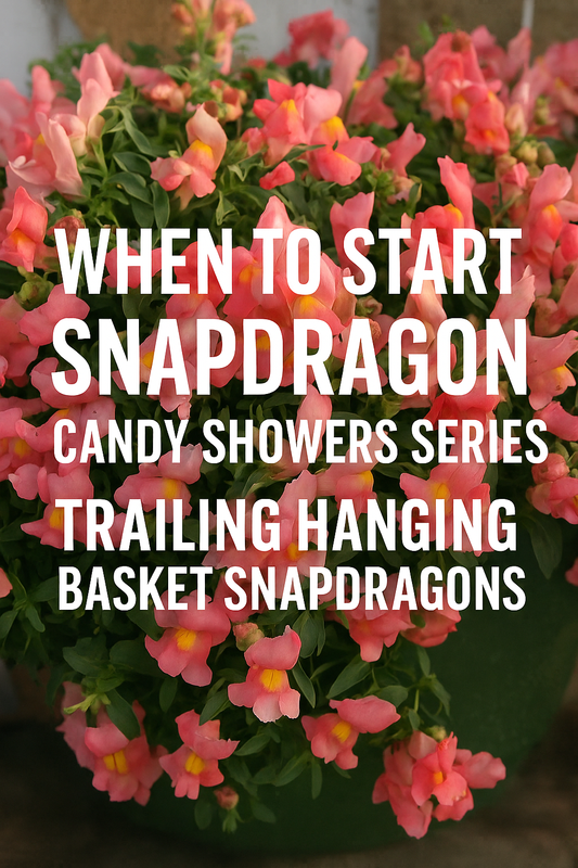 Trailing Snapdragon Candy Showers Series in full bloom – vibrant pink flowers overflowing from a hanging basket, perfect for spring gardens.