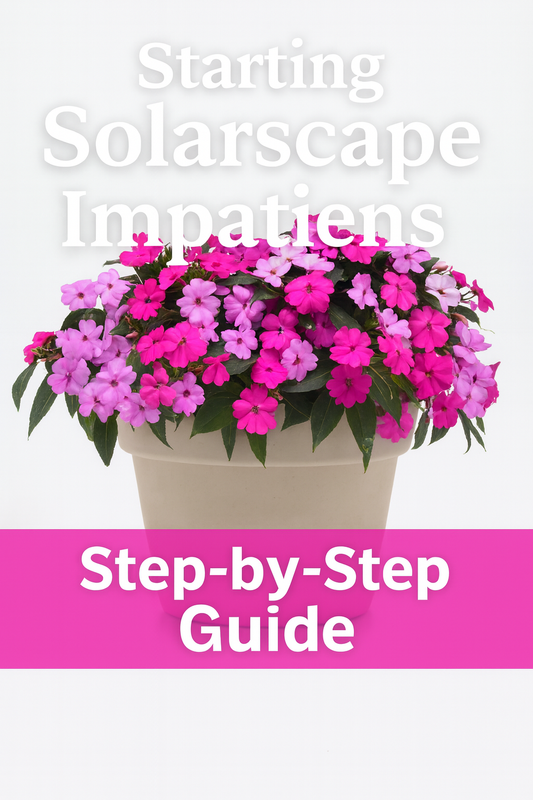 Solarscape Impatiens XL flowers in bright colors thriving in full-sun garden beds