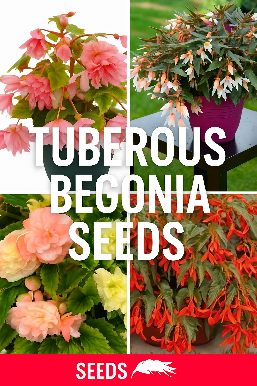 Tuberous Begonia Seeds – Nonstop, Cascade Beauty, Dragon Wing, Funky, and Groovy varieties for planters, baskets, and garden beds