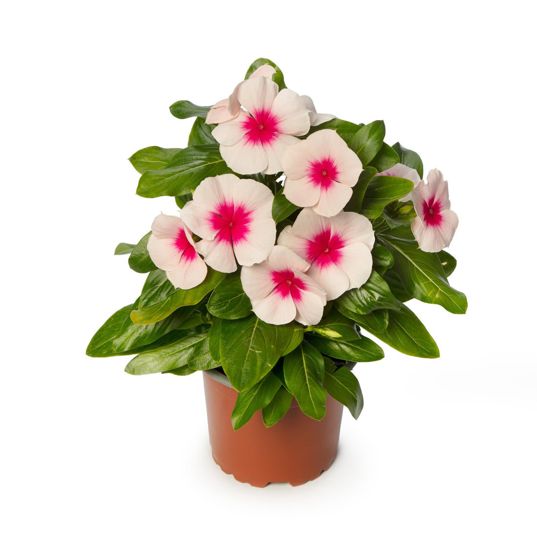 “Vinca Cora Cascade Apricot blooms trailing from a hanging basket with soft apricot-orange flowers and glossy foliage.”