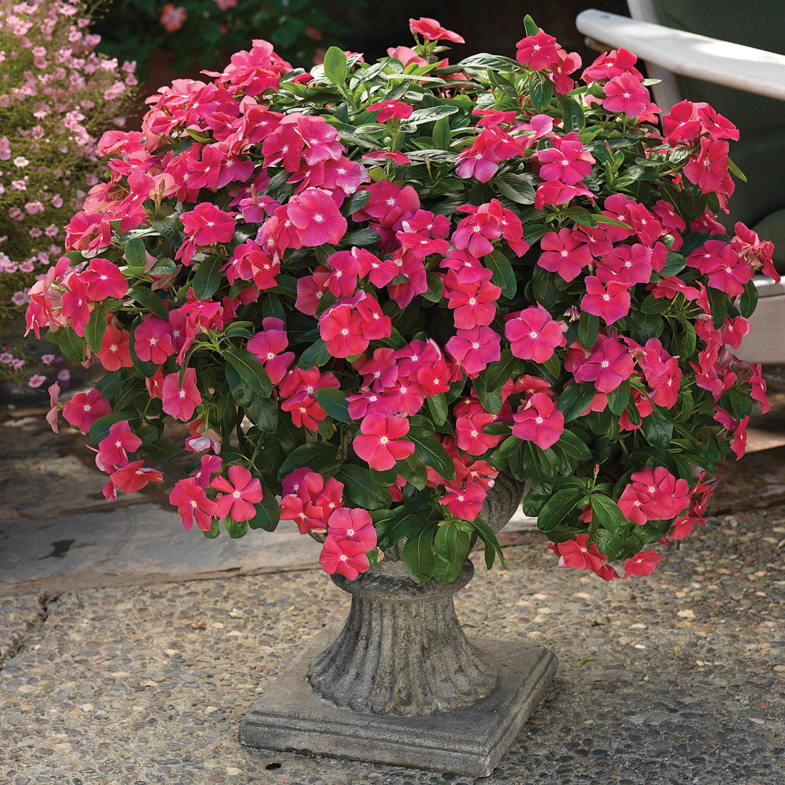 “Vinca Cora Cascade Cherry flowers spilling from a hanging basket with bold cherry-red blooms and glossy green foliage.”