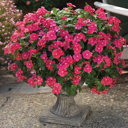 “Vinca Cora Cascade Cherry flowers spilling from a hanging basket with bold cherry-red blooms and glossy green foliage.”
