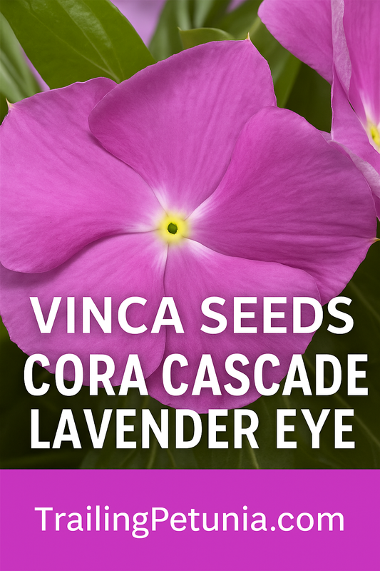“Vinca Cora Cascade Lavender Eye flowers with trailing lavender petals and a deep rose eye in a hanging basket.”