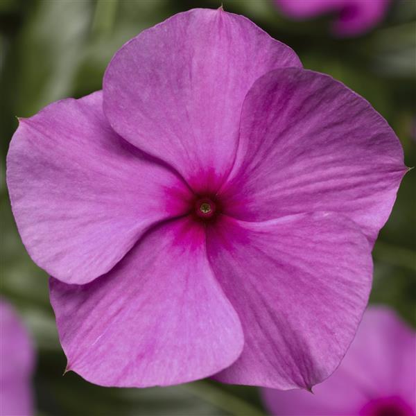 “Vinca Cora Cascade Lilac flowers trailing from a hanging basket with soft lilac-lavender blooms and glossy green foliage.”