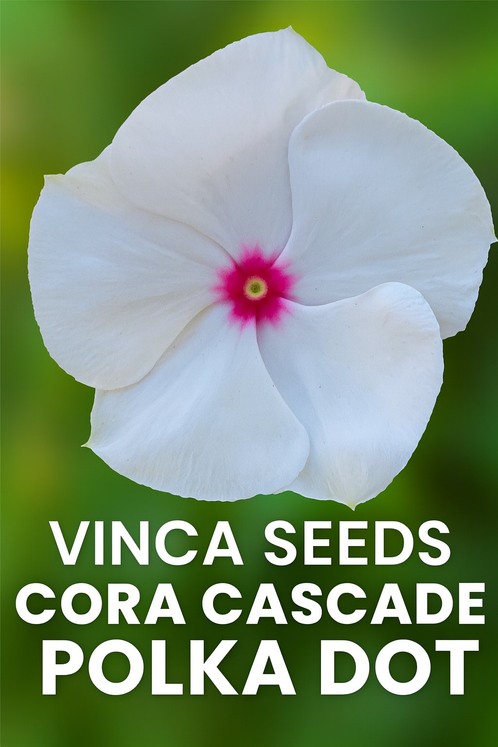 “Vinca Cora Cascade Polka Dot flowers cascading from a hanging basket with crisp white petals and pink centers.
