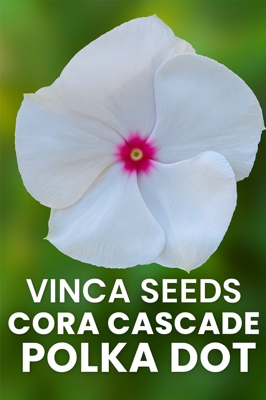 “Vinca Cora Cascade Polka Dot flowers cascading from a hanging basket with crisp white petals and pink centers.