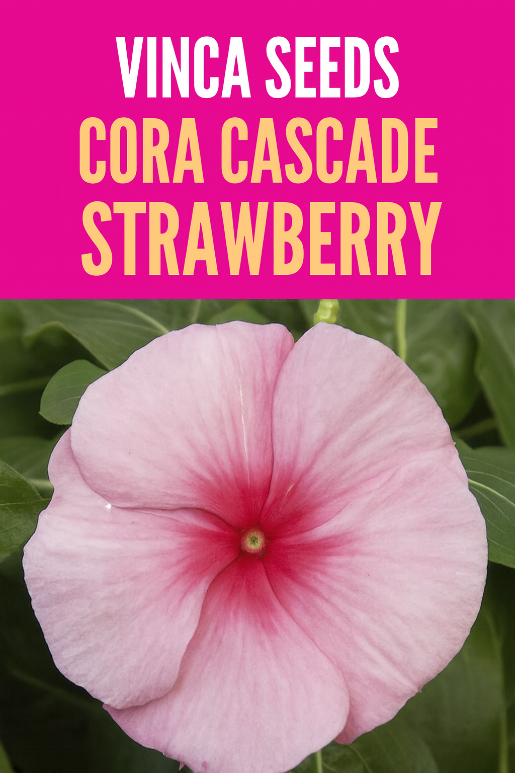 “Vinca Cora Cascade Strawberry flowers cascading from a basket with bright strawberry-pink blooms and glossy green foliage.”