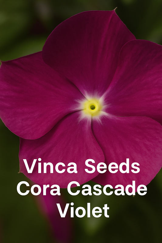 “Vinca Cora Cascade Violet flowers trailing from a hanging basket with rich violet-purple blooms.”