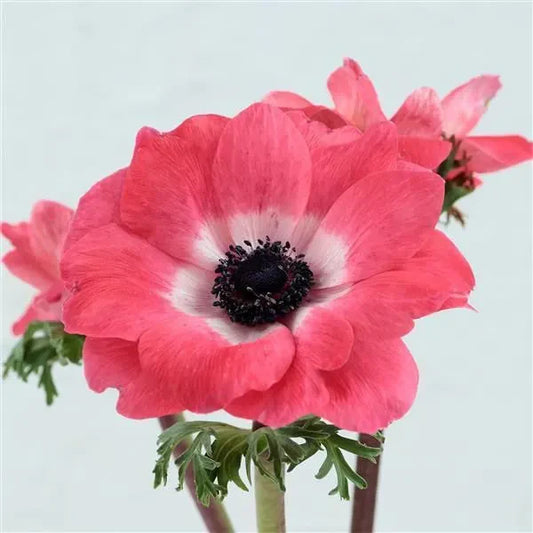 How Different Flower Seeds Can Transform an Ordinary Garden