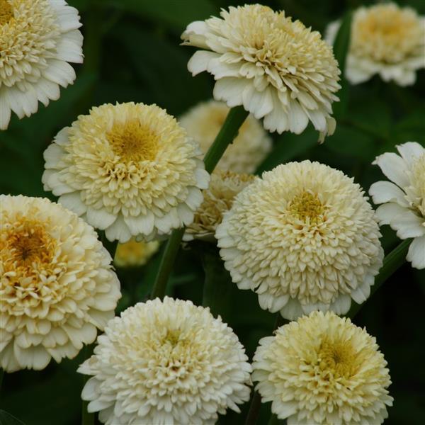 zinnia zinderella white double bloom cut flower in garden