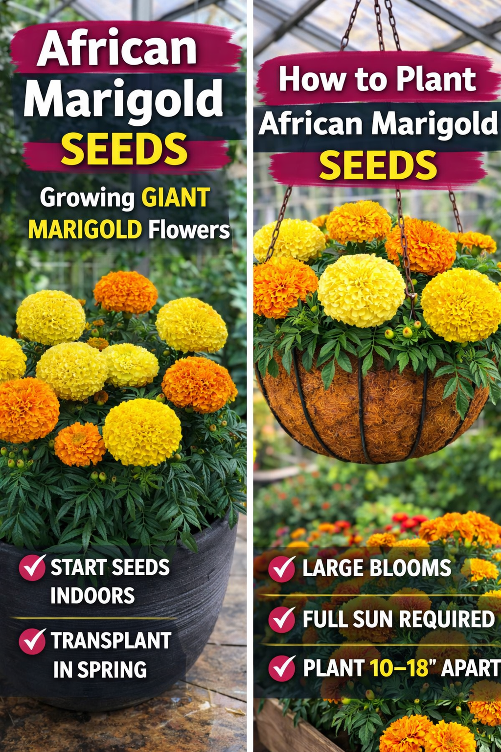 African marigold seeds growing guide showing large yellow and orange giant marigold flowers in containers and hanging baskets inside a greenhouse setting.