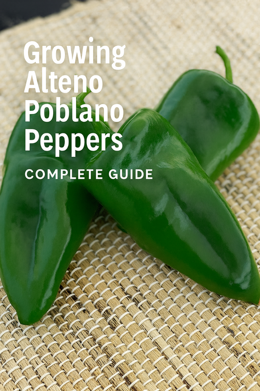 Fresh green Alteno Poblano peppers with glossy skins, perfect for stuffing, roasting, or drying — high-yield hot pepper seeds for gardens and farms