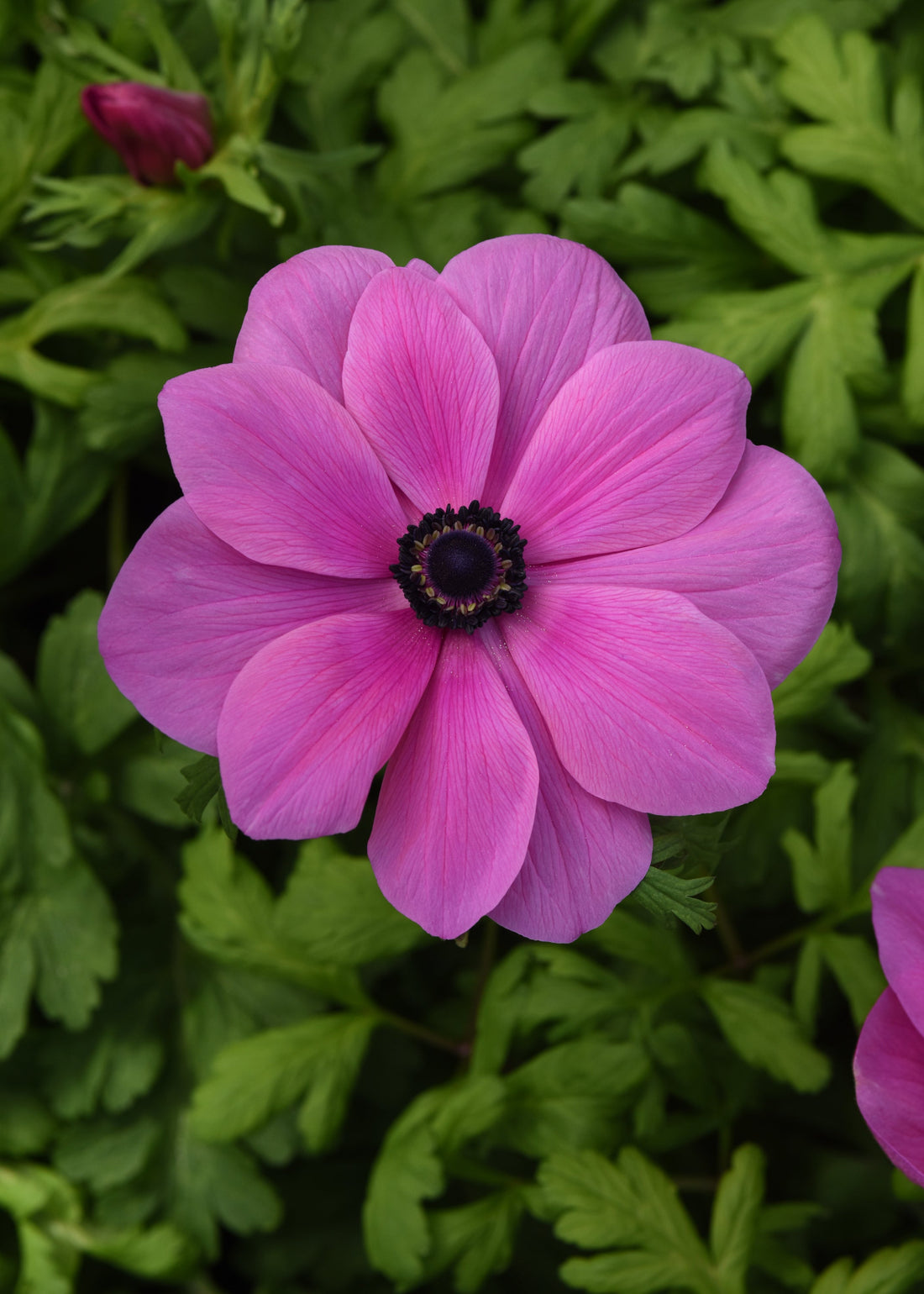 Anemone Mona Lisa Orchid bloom with soft lavender petals and dark center