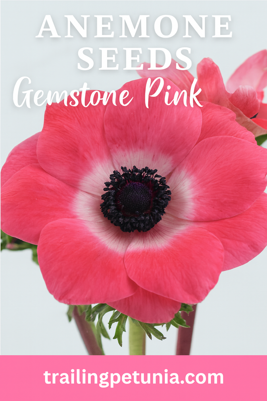 Close-up of Anemone Gemstone Pink flower with soft pastel-pink petals and a dark center, ideal for spring gardens, bouquets, and cut-flower arrangements.