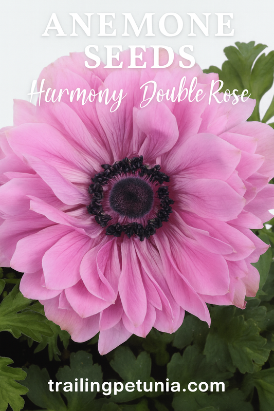 Close-up of Anemone Harmony Double Rose bloom with lush rose-pink double petals and a dark center, perfect for gardens and elegant cut-flower arrangements