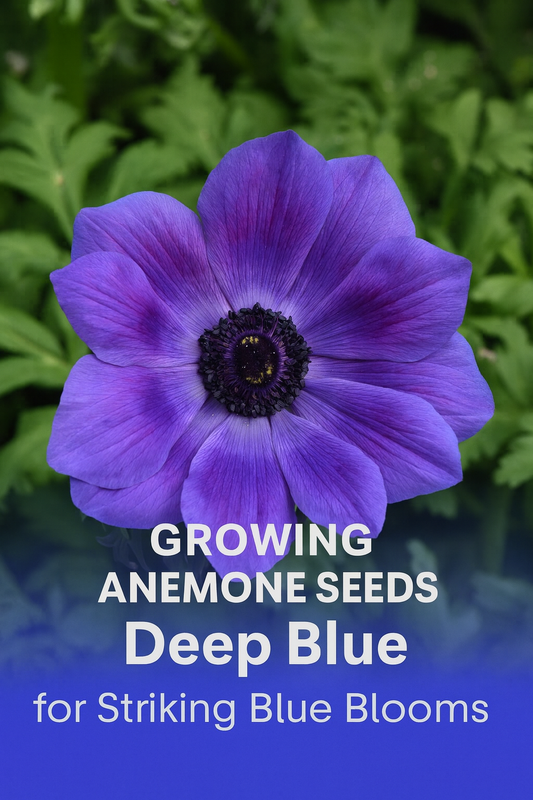 Close-up of Anemone Mona Lisa® Deep Blue with velvety blue-purple petals and a bold dark center, surrounded by green foliage, perfect for gardens and cut flowers
