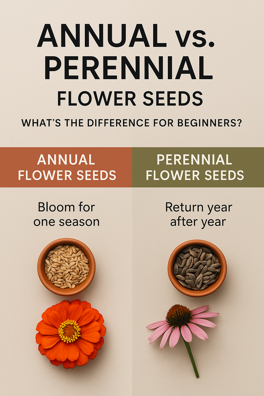 Comparison of annual vs perennial flower seeds showing zinnia as an annual and coneflower as a perennial – guide for beginners