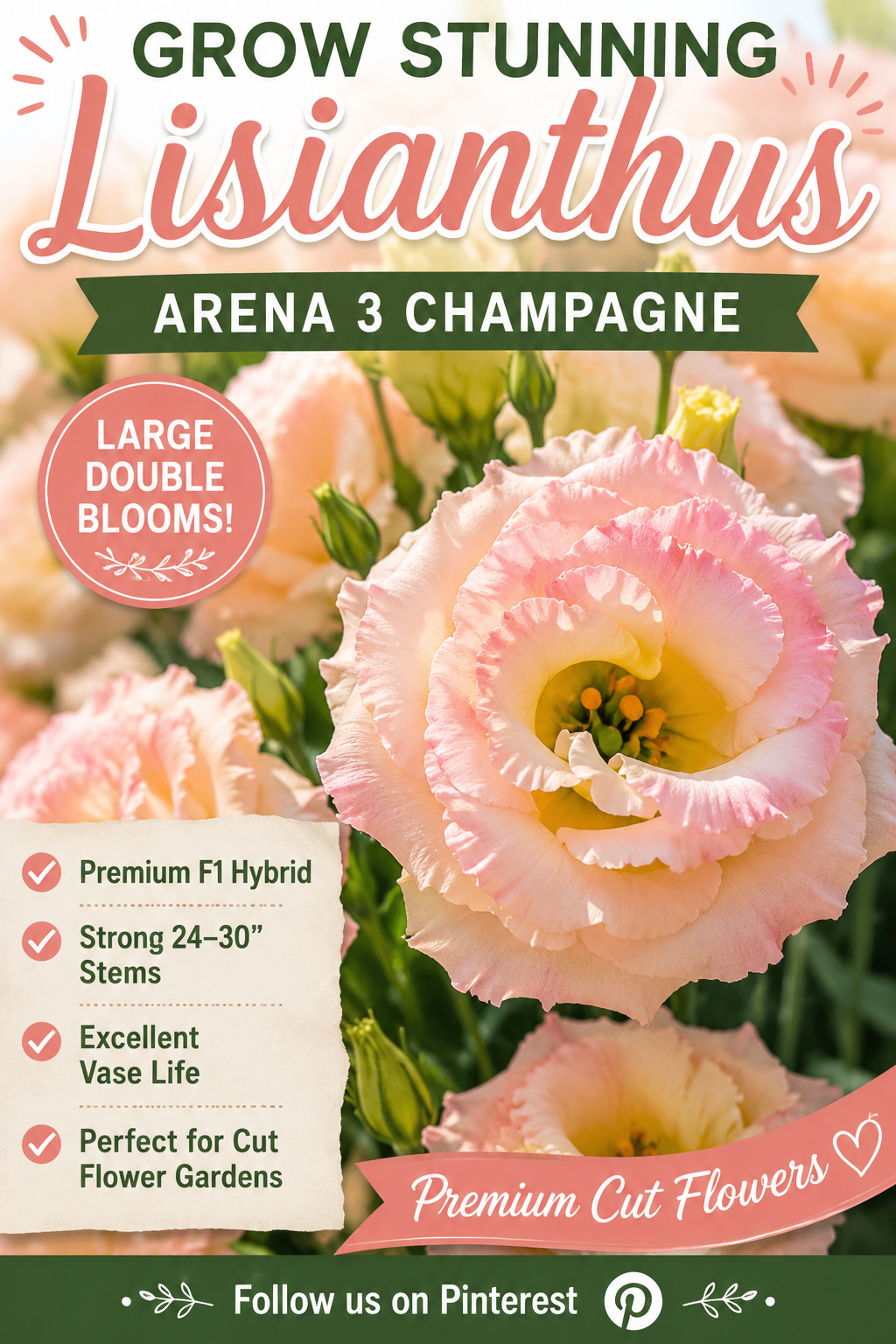 Arena 3 Champagne lisianthus cut flowers grown from pelleted seed at Garden Starts Nursery