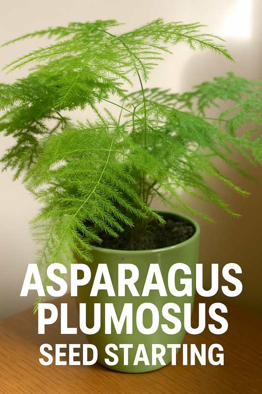 Asparagus Plumosus fern with soft, feathery foliage — ideal for indoor seed starting and elegant houseplant displays. Learn how to grow Asparagus Fern Seeds indoors with this complete guide.