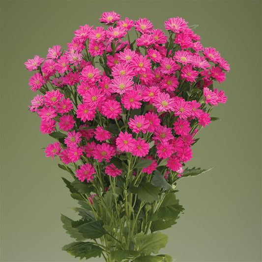Aster Nina Plus Pink flowers with double blooms in bright pink, grown for cut flower arrangements in a summer garden setting