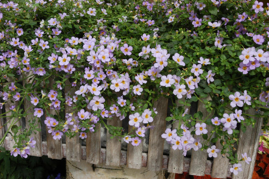 Bacopa Blutopia flowers in full bloom, cascading from a planter with soft blue petals and lush green foliage, perfect for hanging baskets.